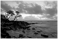 Fisherman, trees, and ocean, dawn. Kauai island, Hawaii, USA (black and white)