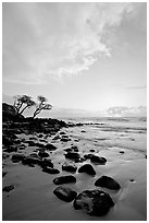 Windblown trees, boulders, and clouds, Lydgate Park, sunrise. Kauai island, Hawaii, USA ( black and white)