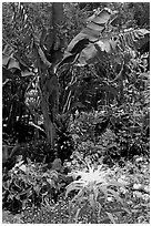 Flowers and banana tree, National Botanical Garden Visitor Center. Kauai island, Hawaii, USA ( black and white)