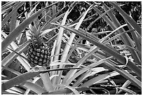 Pineapple, National Botanical Garden Visitor Center. Kauai island, Hawaii, USA (black and white)