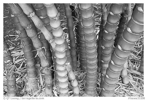 Bamboo, National Botanical Garden Visitor Center. Kauai island, Hawaii, USA (black and white)
