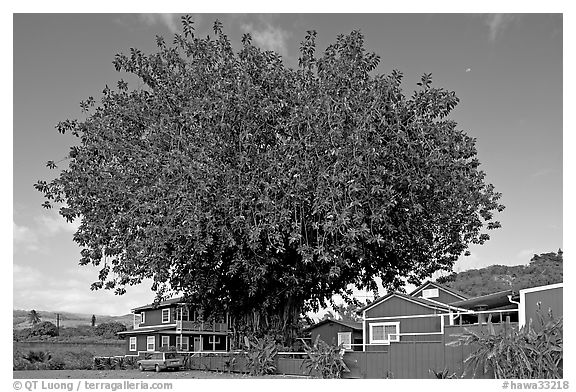 Banyan tree and house, Hanapepe. Kauai island, Hawaii, USA