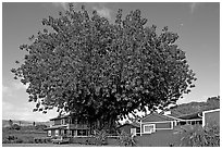 Banyan tree and house, Hanapepe. Kauai island, Hawaii, USA ( black and white)