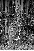 Banyan roots and tropical flowers, Hanapepe. Kauai island, Hawaii, USA ( black and white)