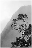 Tree and mist, Kalalau lookout, late afternoon. Kauai island, Hawaii, USA ( black and white)