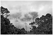 Trees and mist, Kalalau lookout, late afternoon. Kauai island, Hawaii, USA ( black and white)