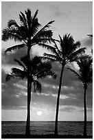 Palm trees, Kapaa, sunrise. Kauai island, Hawaii, USA (black and white)