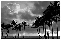 Palm trees and clouds, Kapaa, sunrise. Kauai island, Hawaii, USA ( black and white)