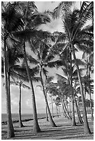 Palm tree grove, Kapaa, early morning. Kauai island, Hawaii, USA ( black and white)