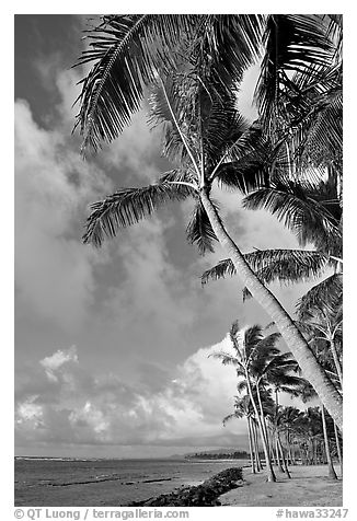 Palm trees and ocean, Kapaa, early morning. Kauai island, Hawaii, USA (black and white)