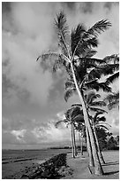 Palm trees and ocean, Kapaa, early morning. Kauai island, Hawaii, USA ( black and white)
