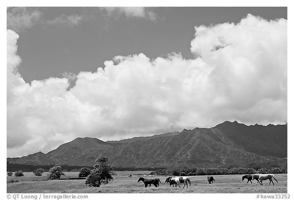 Horses in pasture near Anahola. Kauai island, Hawaii, USA
