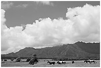 Horses in pasture near Anahola. Kauai island, Hawaii, USA (black and white)