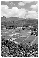 Patchwork of taro fields seen from Hanalei Lookout, mid-day. Kauai island, Hawaii, USA (black and white)