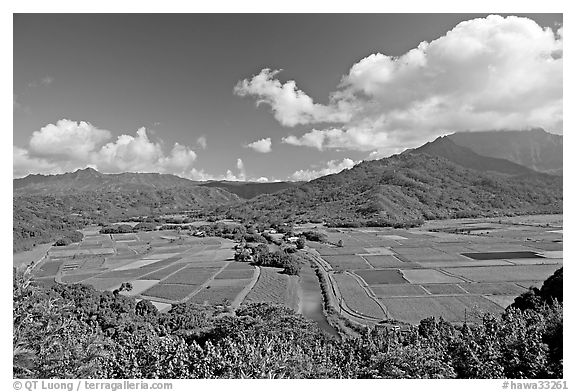 Hanalei Valley from Hanalei lookout. Kauai island, Hawaii, USA (black and white)