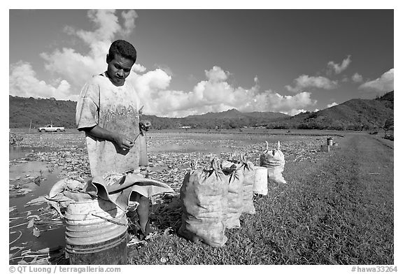 Plantation worker and bags of taro, Hanalei Valley, afternoon. Kauai island, Hawaii, USA (black and white)