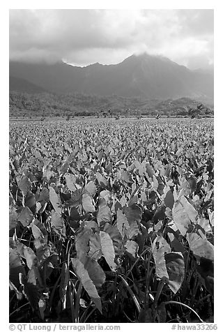 Taro field in Hanalei Valley, afternoon. Kauai island, Hawaii, USA (black and white)