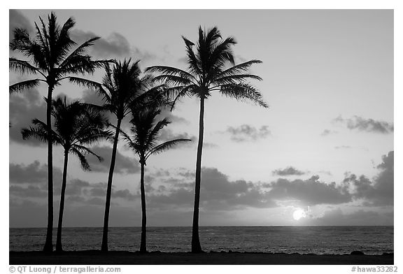 Coconut trees, Kapaa, sunrise. Kauai island, Hawaii, USA