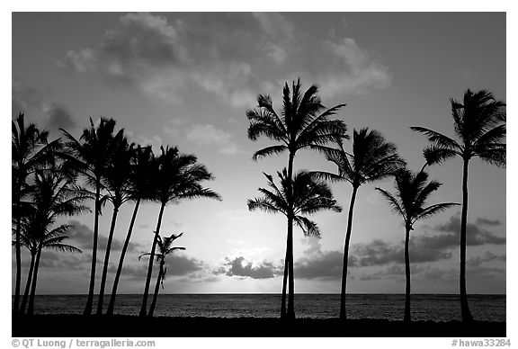 Palm trees, sunrise, Kapaa. Kauai island, Hawaii, USA (black and white)