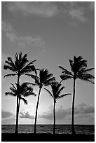 Cocunut trees, sunrise, Kapaa. Kauai island, Hawaii, USA (black and white)