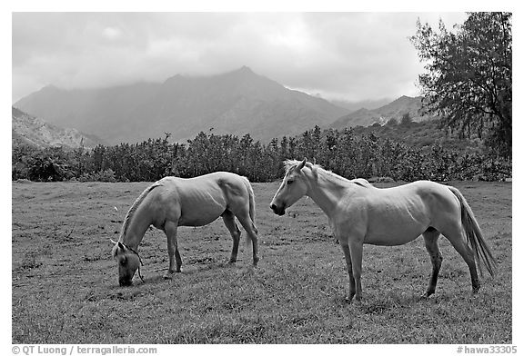 Horses and mountains near Haena. North shore, Kauai island, Hawaii, USA