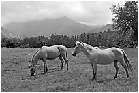 Horses and mountains near Haena. North shore, Kauai island, Hawaii, USA (black and white)