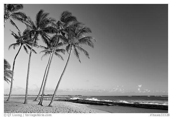 Palm trees and beach, Salt Pond Beach, late afternoon. Kauai island, Hawaii, USA (black and white)