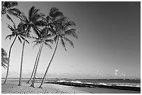 Palm trees and beach, Salt Pond Beach, late afternoon. Kauai island, Hawaii, USA ( black and white)