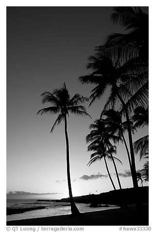 Palm trees and beach, Salt Pond Beach, sunset. Kauai island, Hawaii, USA (black and white)