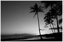 Palm trees and beach, Salt Pond Beach, sunset. Kauai island, Hawaii, USA (black and white)