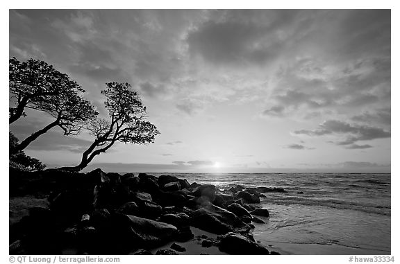 Wind twisted trees and sunrise, Lydgate Park. Kauai island, Hawaii, USA (black and white)