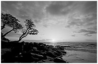 Wind twisted trees and sunrise, Lydgate Park. Kauai island, Hawaii, USA (black and white)