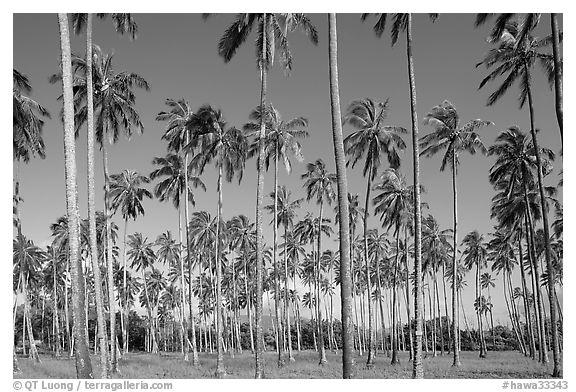 Coconut tree grove near Kapaa. Kauai island, Hawaii, USA