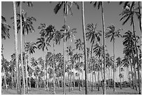 Coconut tree grove near Kapaa. Kauai island, Hawaii, USA ( black and white)