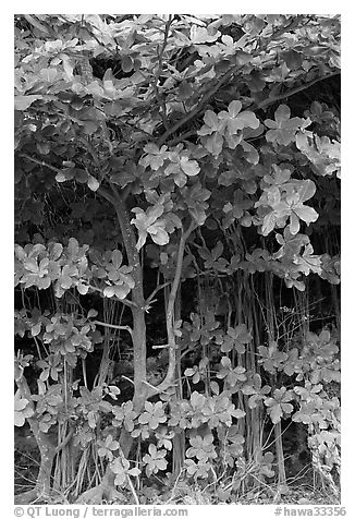 Tropical trees and roots, Haena beach park. North shore, Kauai island, Hawaii, USA (black and white)