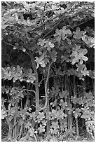 Tropical trees and roots, Haena beach park. North shore, Kauai island, Hawaii, USA (black and white)