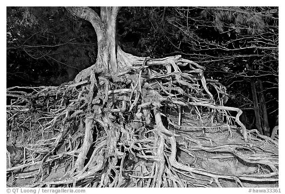 Roots of trees, Kee Beach, late afternoon. North shore, Kauai island, Hawaii, USA (black and white)