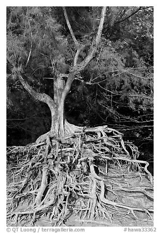 Tree with exposed roots, Kee Beach, late afternoon. North shore, Kauai island, Hawaii, USA