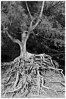 Tree with exposed roots, Kee Beach, late afternoon. North shore, Kauai island, Hawaii, USA ( black and white)