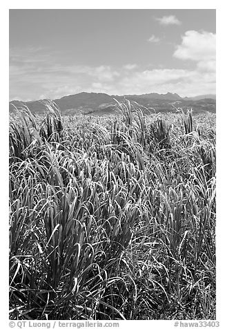 Sugar cane plantation. Kauai island, Hawaii, USA (black and white)