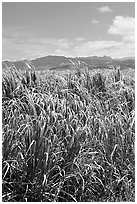 Sugar cane plantation. Kauai island, Hawaii, USA ( black and white)