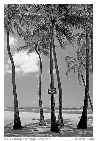 Coconut trees, with warning sign, Salt Pond Beach. Kauai island, Hawaii, USA