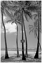 Coconut trees, with warning sign, Salt Pond Beach. Kauai island, Hawaii, USA ( black and white)