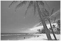 Coconut trees and Salt Pond Beach, mid-day. Kauai island, Hawaii, USA ( black and white)