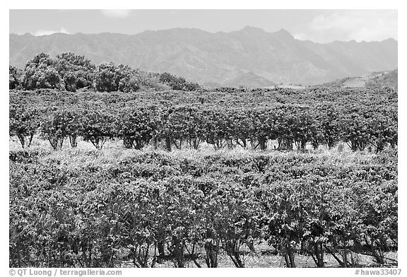 Coffee field. Kauai island, Hawaii, USA (black and white)