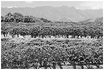 Coffee field. Kauai island, Hawaii, USA (black and white)