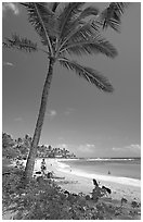 Palm tree, Sheraton Beach, mid-day. Kauai island, Hawaii, USA (black and white)