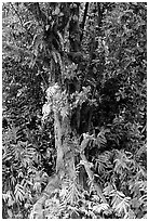 Breadfruit tree with fruits. Akaka Falls State Park, Big Island, Hawaii, USA ( black and white)