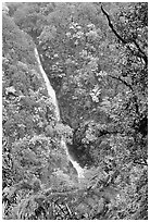 Kahuna Falls (400 feet high). Akaka Falls State Park, Big Island, Hawaii, USA (black and white)