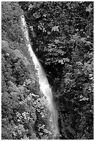 Kahuna Falls in a lush valley. Akaka Falls State Park, Big Island, Hawaii, USA (black and white)